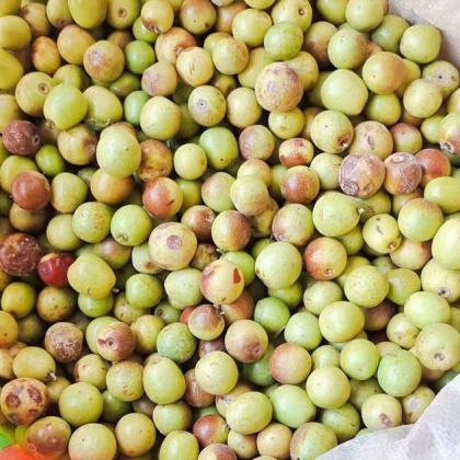 酸枣仁价格行情_今日酸枣仁价格多少钱一斤 _ 一亩田