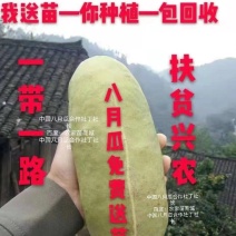 无籽八月瓜苗中国八月瓜合作社丁冬辉包回收