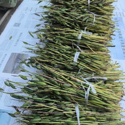 毛慈菇价格行情_今日毛慈菇价格多少钱一斤 _ 一亩田