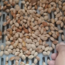 银杏果