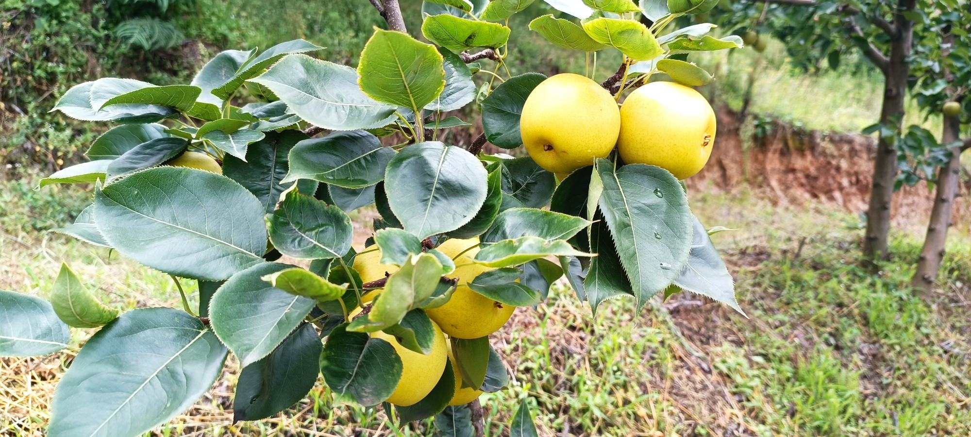 农民正在果园中采摘成熟的酥梨,果实饱满金黄,背景为绿意盎然的梨树林 酥梨采摘