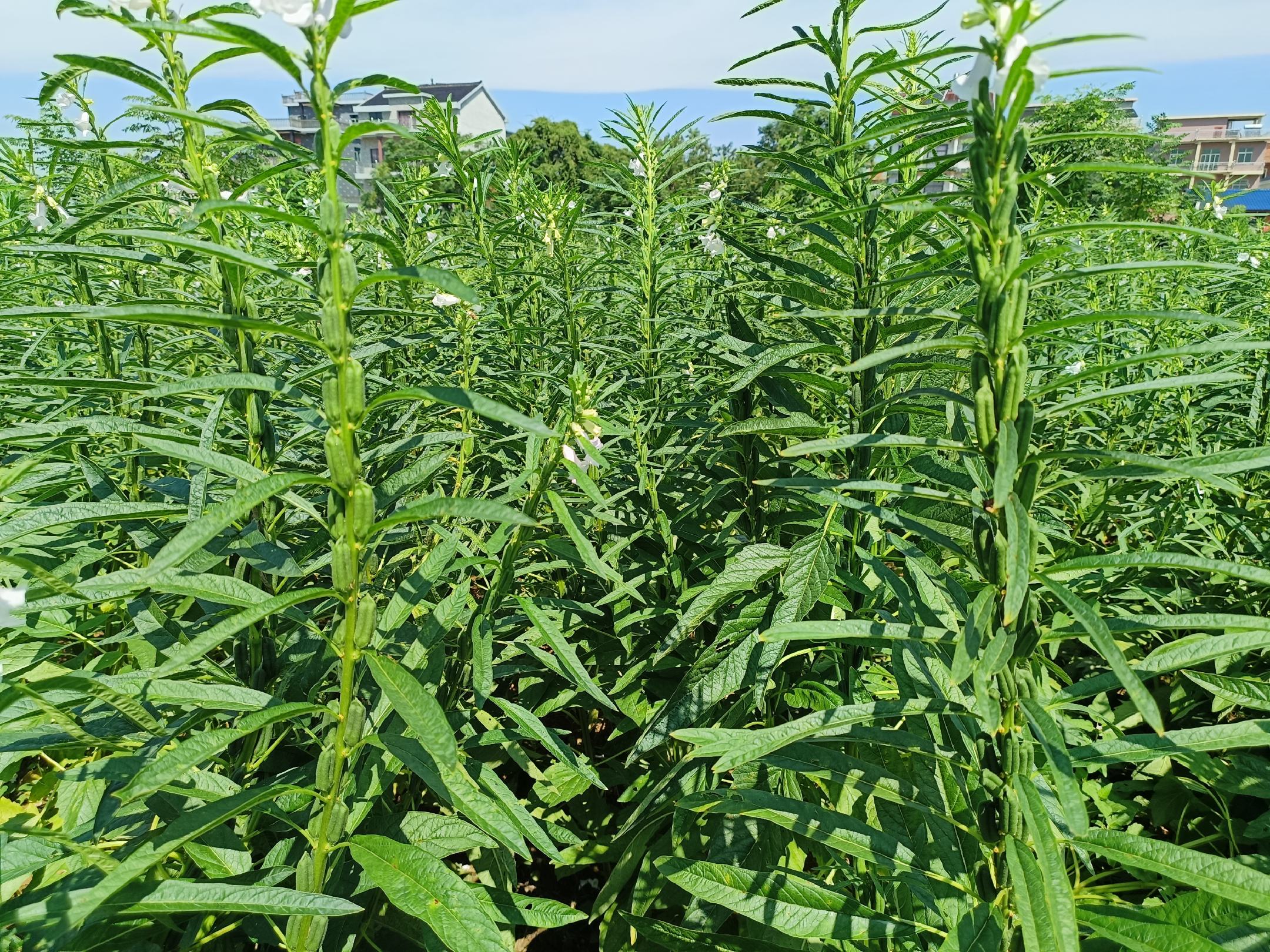 黑芝麻成熟期田间表现
