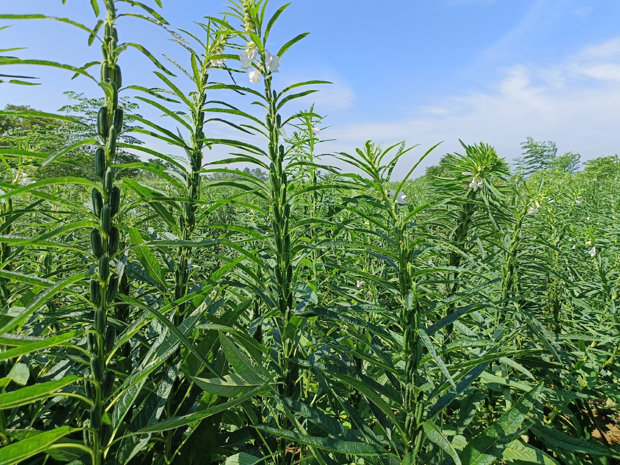 一片绿色农田中生长着成排的黑芝麻植株,茎秆挺拔,叶片翠绿,部分植株已结出成熟蒴果,农民正在田间采收,背景为晴朗天空,展现原生态农产品产地环境 黑芝麻种植田景观