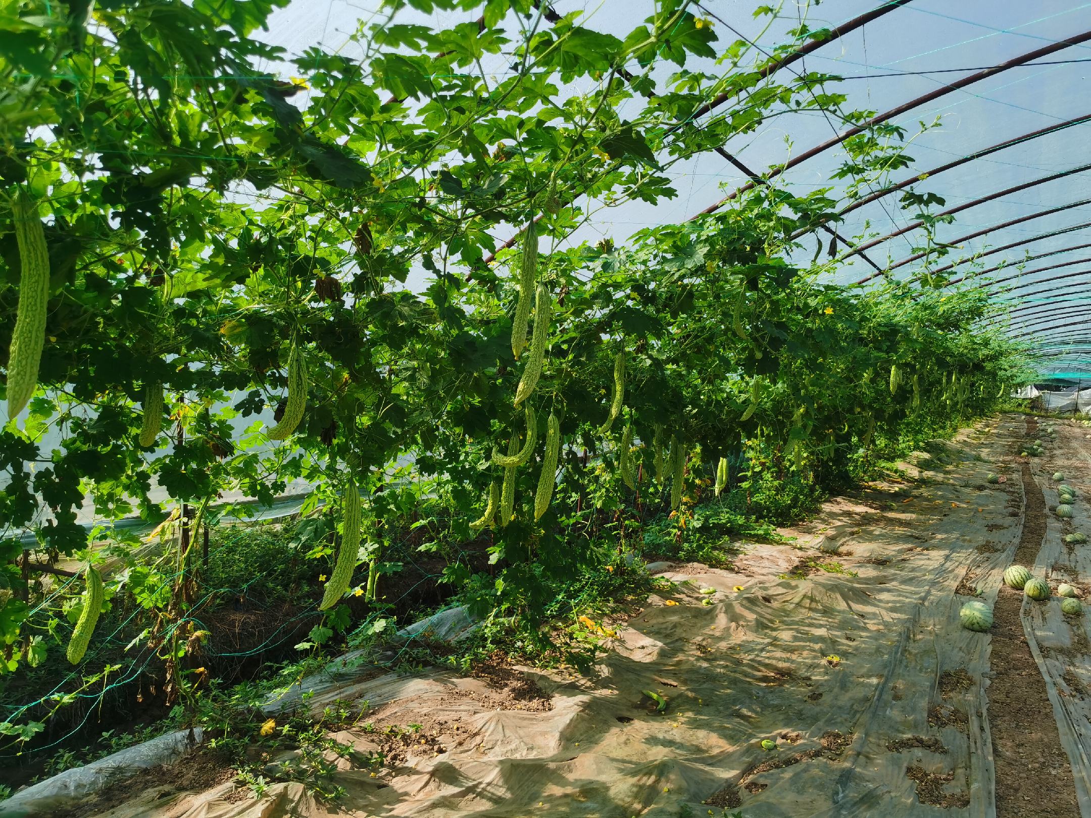 图片说明:温室大棚中正在生长的苦瓜藤蔓和果实 温室大棚中的苦瓜种植