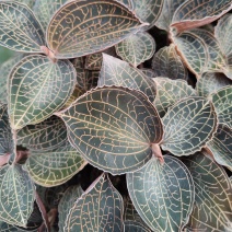 金线莲种植苗金线莲瓶苗训化苗送技术指导
