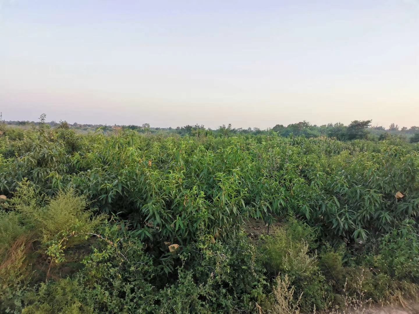 黄桃种植园航拍图