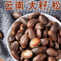 云南落水松子大量上市全国批发可视频看货支持一件代发