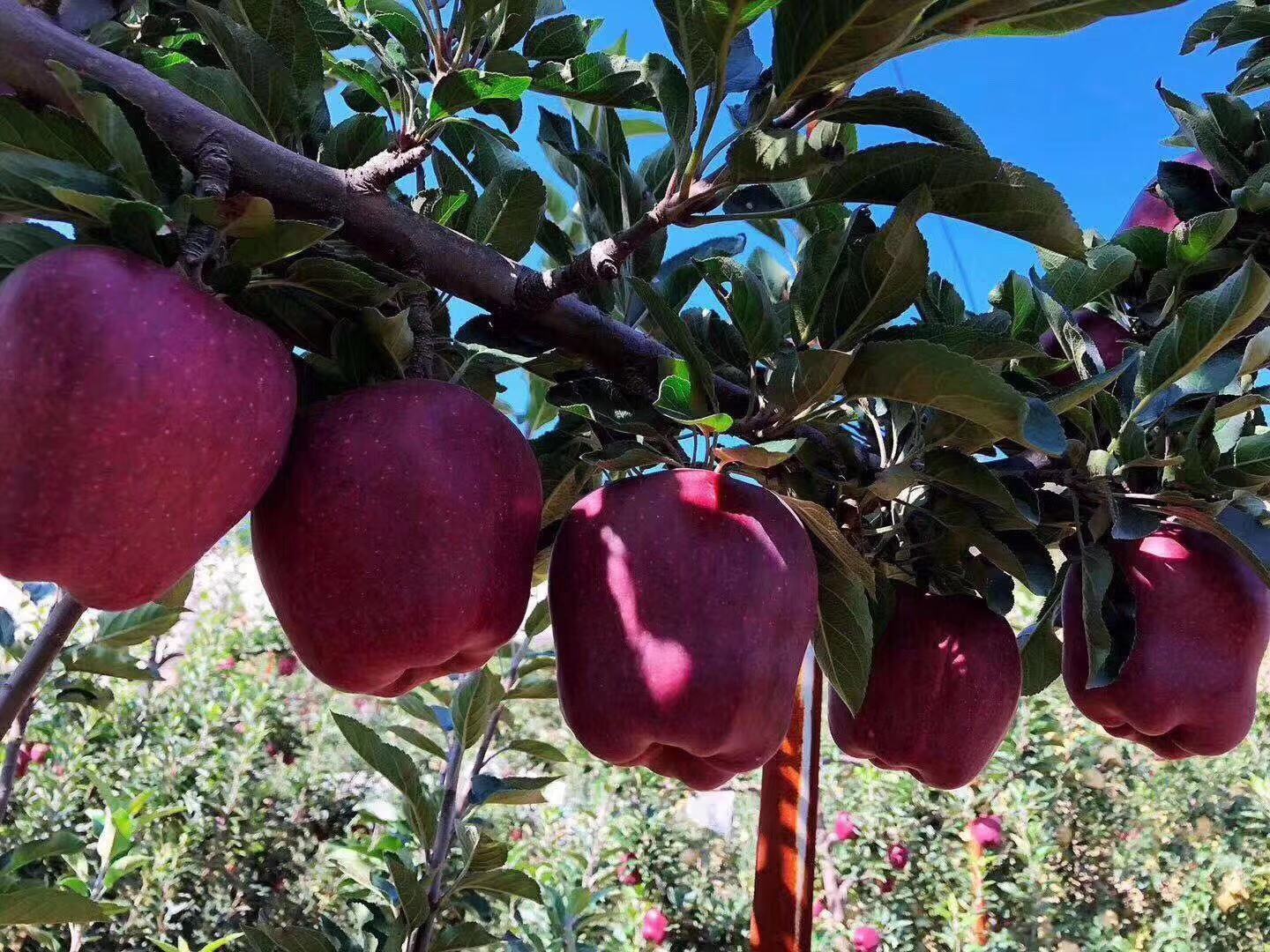 果农采摘天水花牛苹果特写