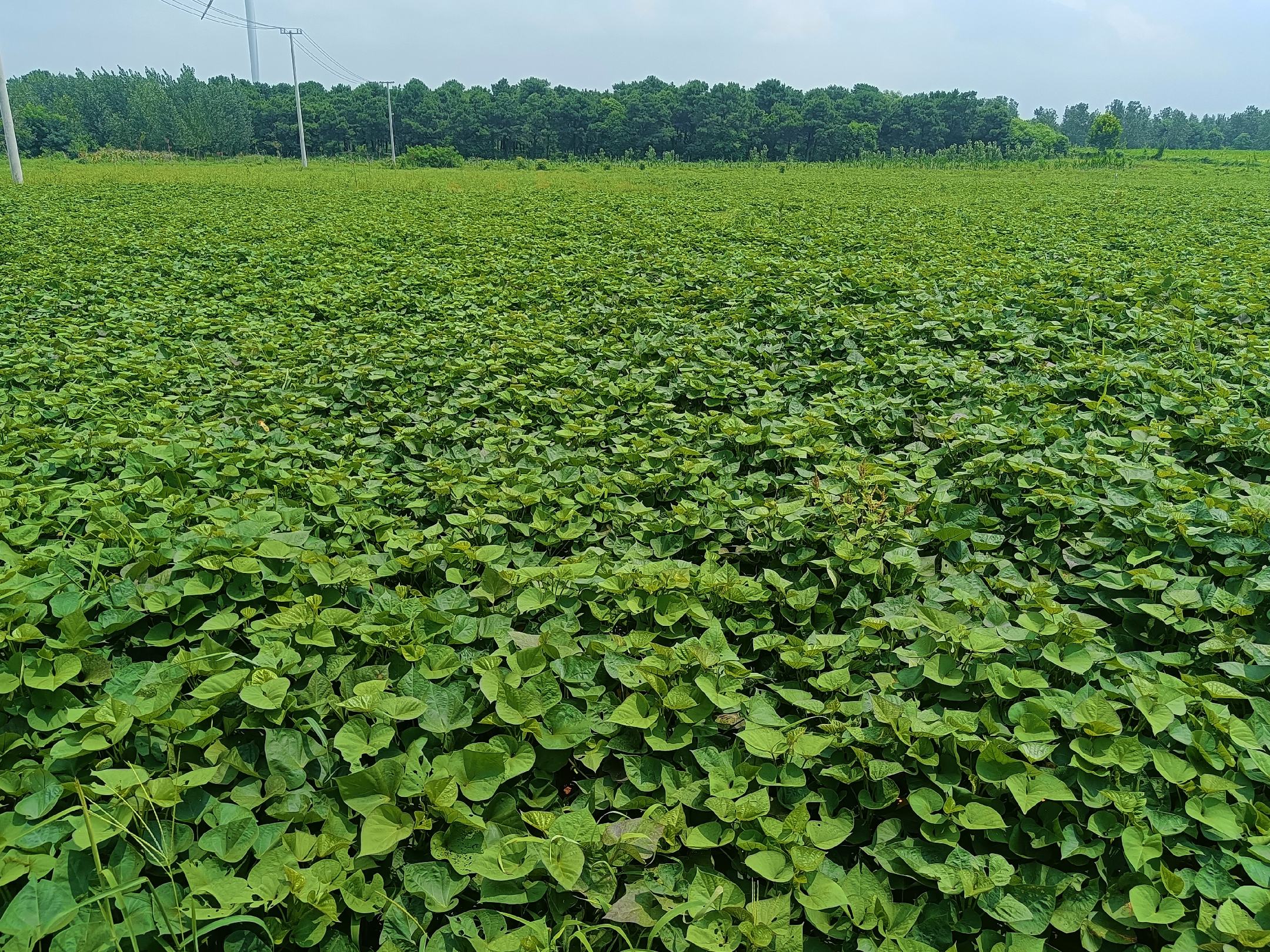 济薯26田间生长实景图