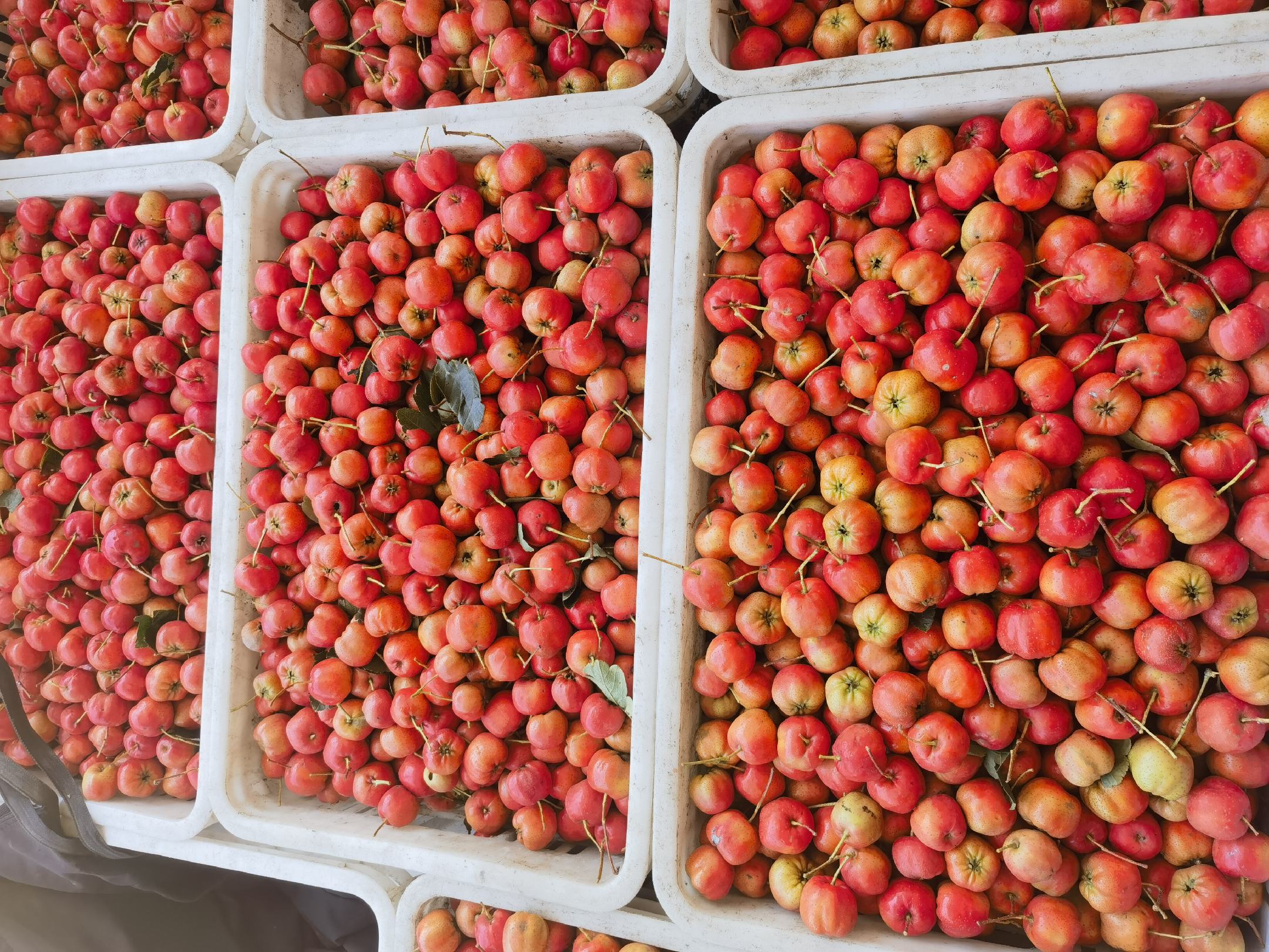 展示放置于保鲜盒中的甜红子山楂,在低温环境下保持良好状态 甜红子山楂在冷藏环境中保存的状态