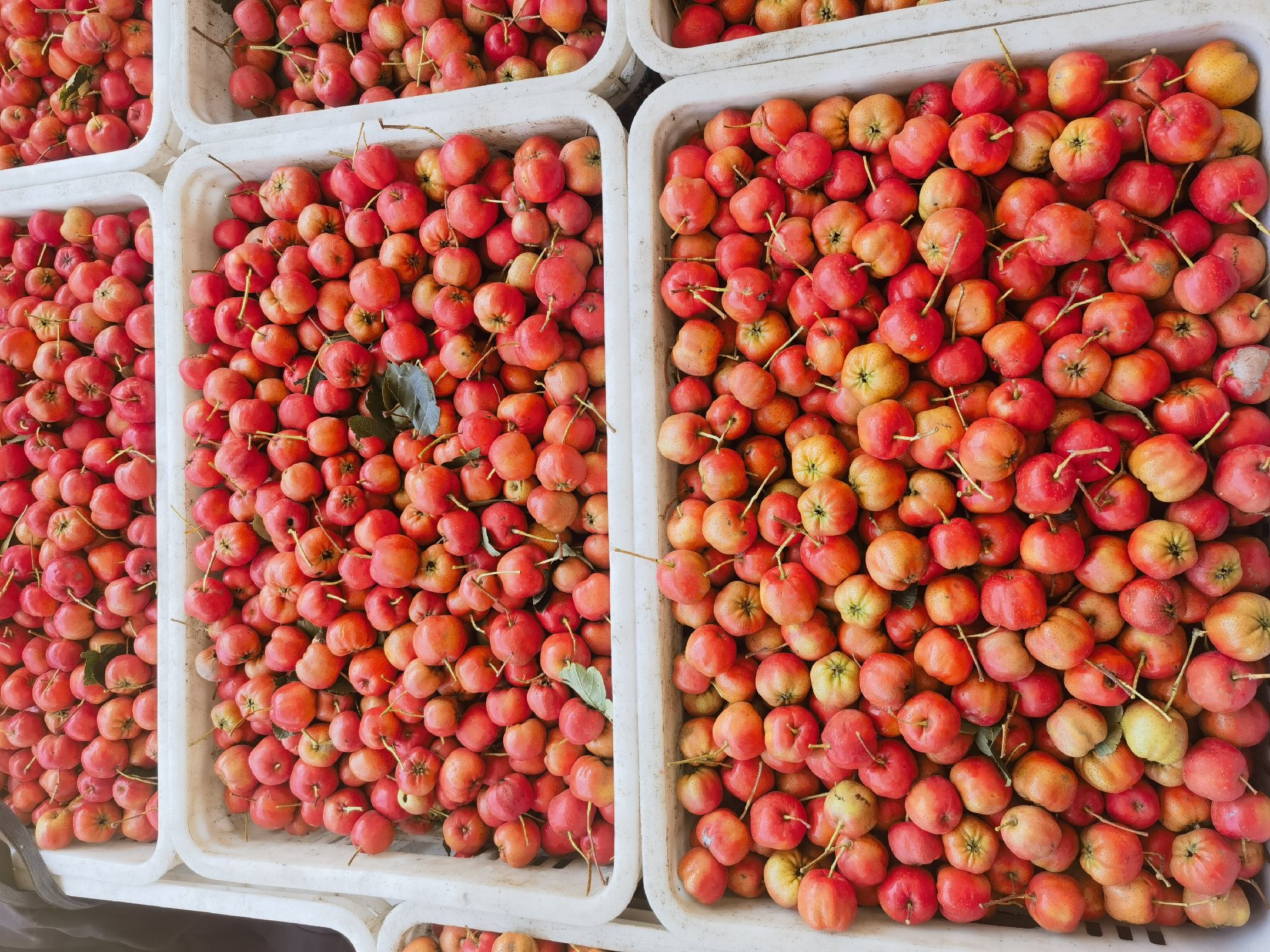 新鲜采摘的红色山楂果实摆放在竹篮中 山楂果实物图