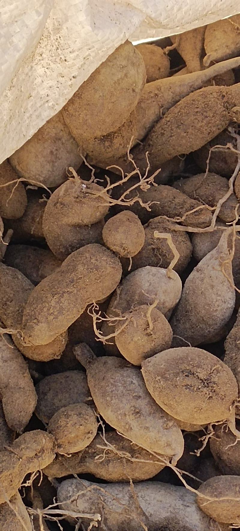 浙江中药 三叶青 紫藤小叶三叶青块,量大优惠一手货源