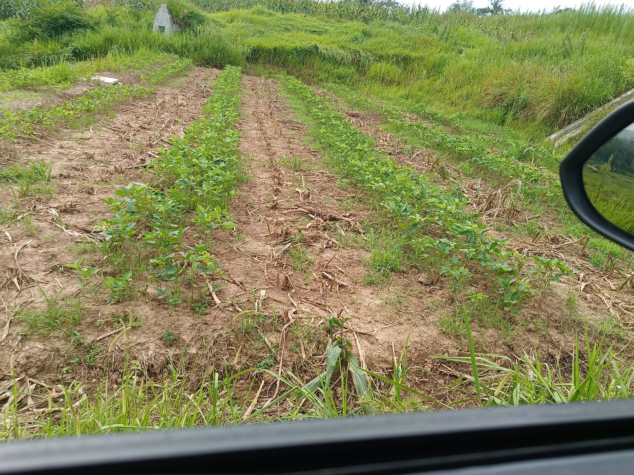 毛豆田间生长图