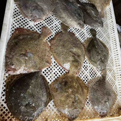 比目鱼价格行情