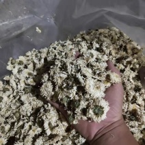 [推荐]菊花北京白菊花烘干菊花产地直发全国发货
