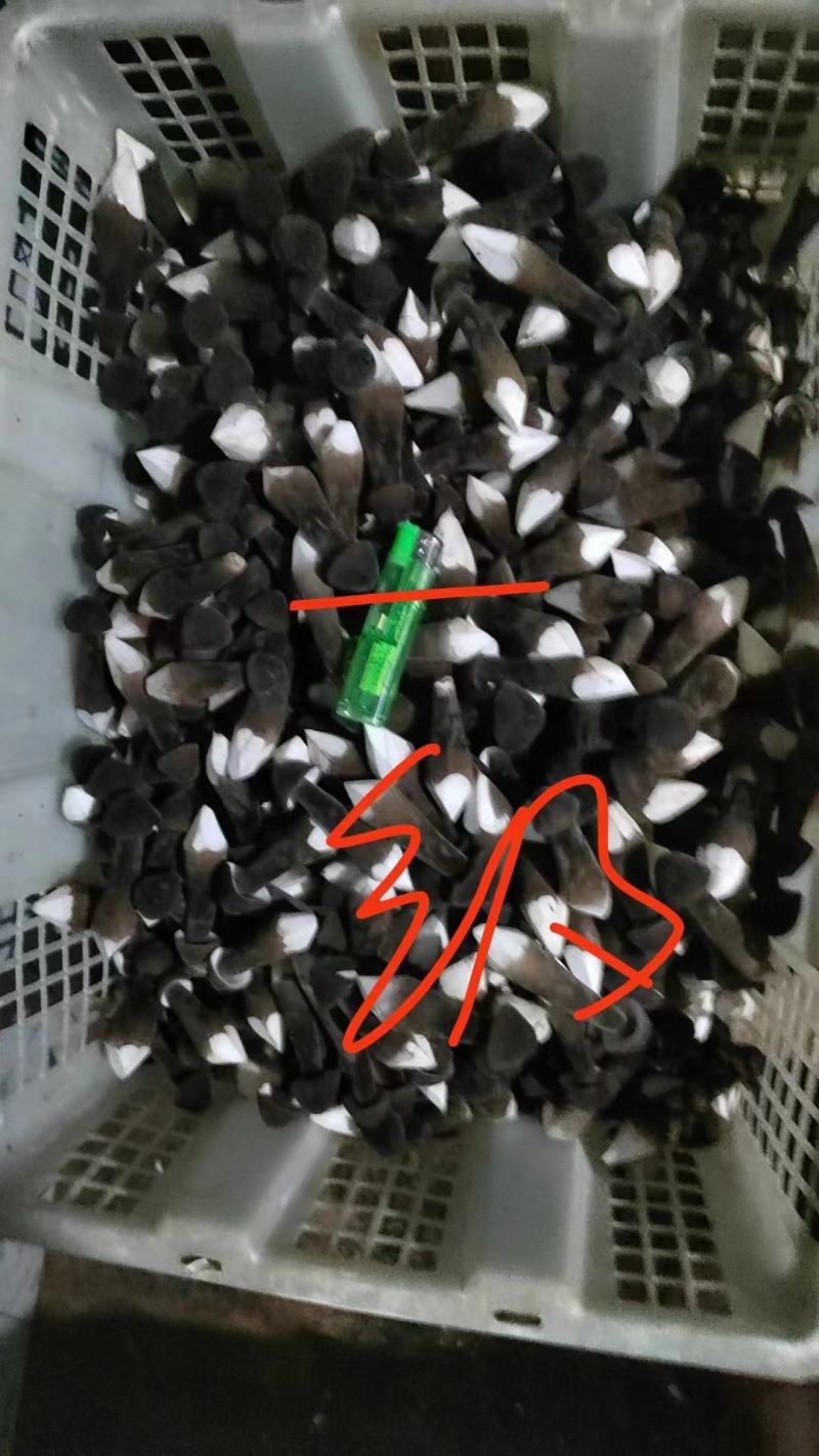 黑皮鸡枞菌新鲜现货基地直发长年供应一二三四级品质好