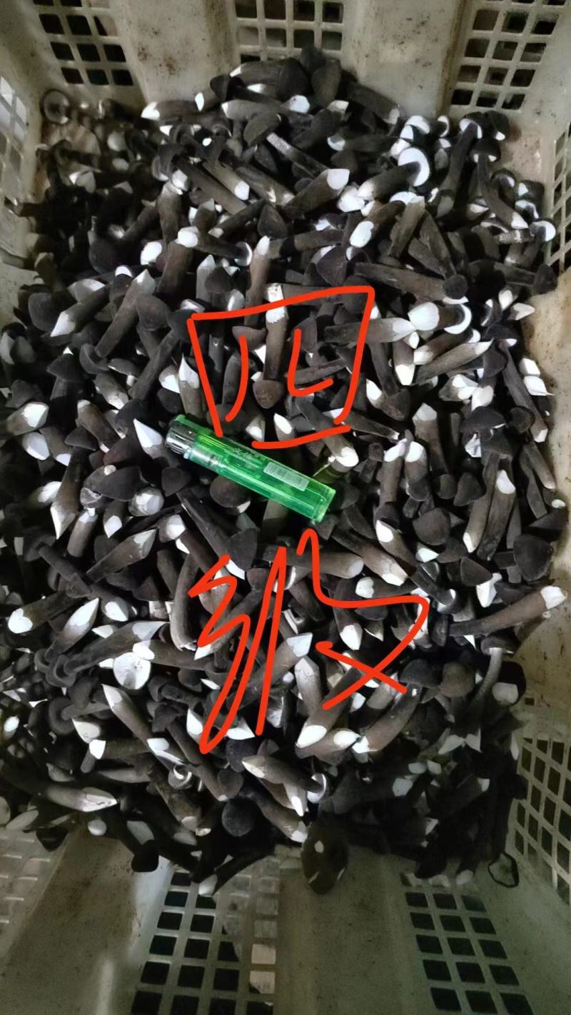 黑皮鸡枞菌新鲜现货基地直发长年供应一二三四级品质好