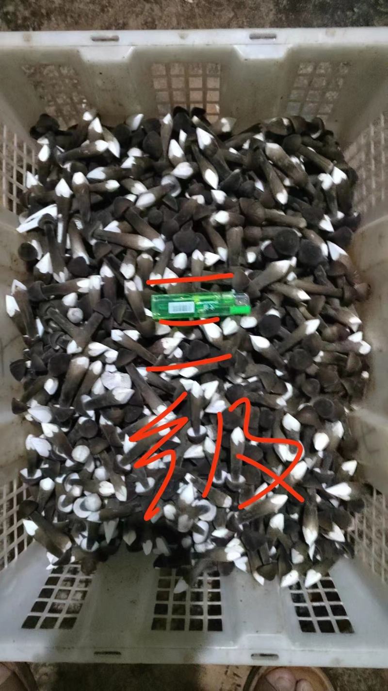 黑皮鸡枞菌新鲜现货基地直发长年供应一二三四级品质好