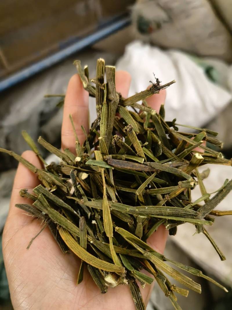 槲寄生螃蟹脚云南野生槲寄生中药材寄生草