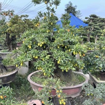 大量批发金蛋子盆景