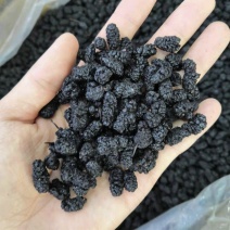 桑椹，桑椹干，无硫无熏蒸水洗无杂质药食同源，新货实拍现货