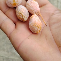 白果