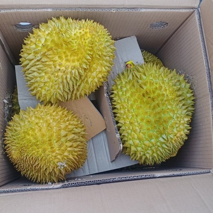 山东烟台招远市金枕头榴莲产地行情