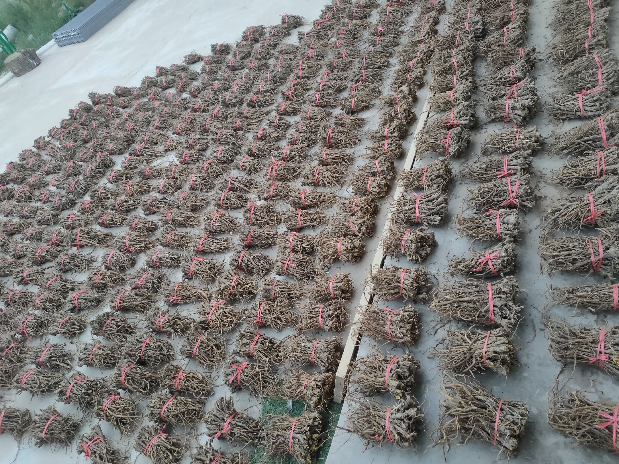 黄芩采收后的鲜根堆置润药场景