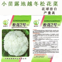 松花2号露地越冬松花菜种子青梗白花耐寒春秋越冬松花菜花种