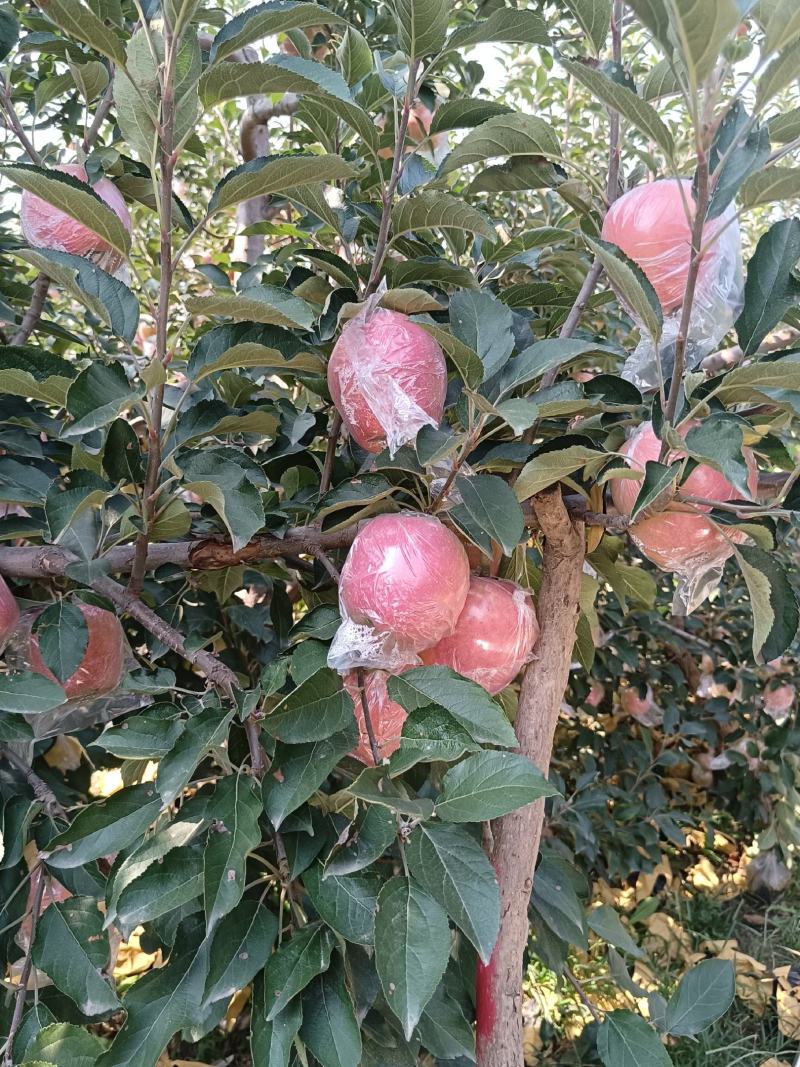 中秋王苹果品种介绍图片