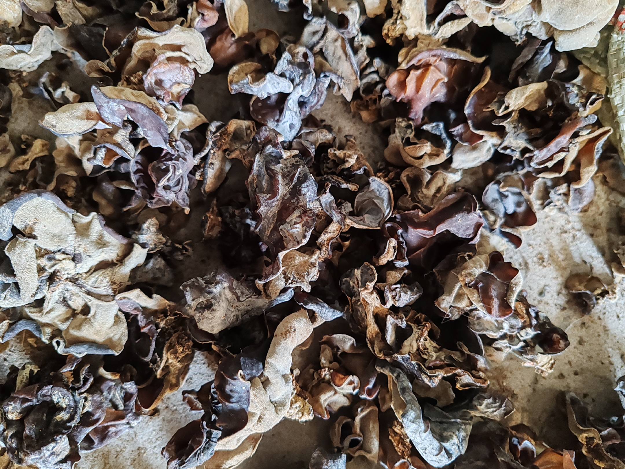 高清微距摄影:毛木耳干品正面特写,清晰展示典型绒毛状表皮结构、不规则耳片形态及深褐至黑褐本色,背景为纯白无影瓷盘,无其他食材干扰 毛木耳干品特写:深褐色、表面密布细短灰白色绒毛,边缘略卷曲,质地硬脆,置于白色瓷盘中