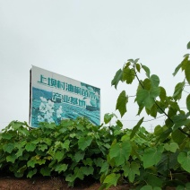 三年油桐油桐苗油桐杯苗油桐树欢迎老板实地考察