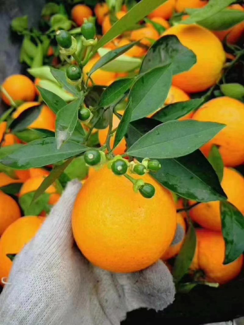 [纽荷尔脐橙批发]湖北宜昌秭归县橙子 0.60元/斤纽荷尔脐橙/ _ 一亩田