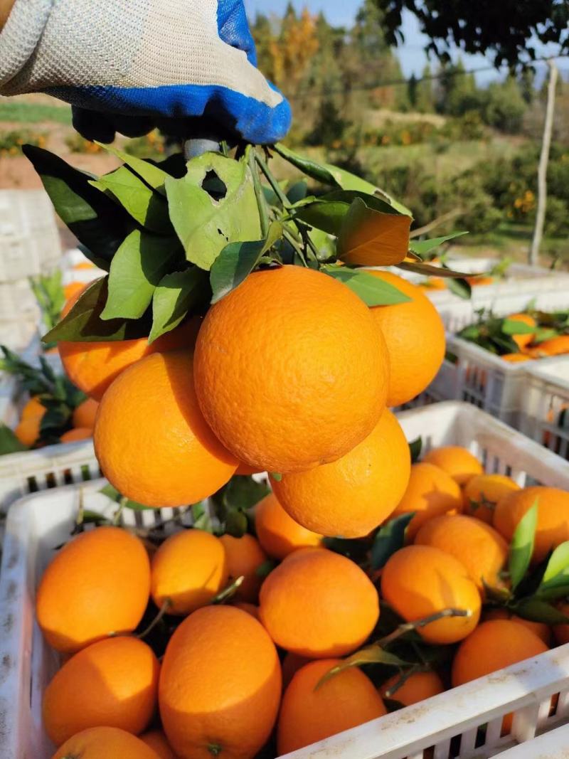 [纽荷尔脐橙批发]湖北宜昌秭归县橙子 0.60元/斤纽荷尔脐橙/ _ 一亩田