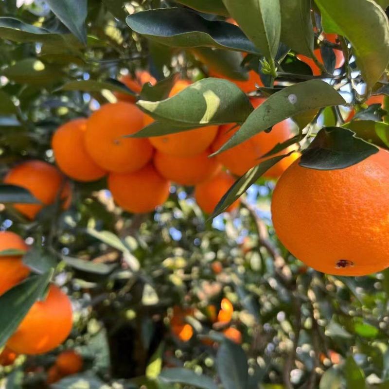 [纽荷尔脐橙批发]湖北宜昌秭归县橙子 0.60元/斤纽荷尔脐橙/ _ 一亩田