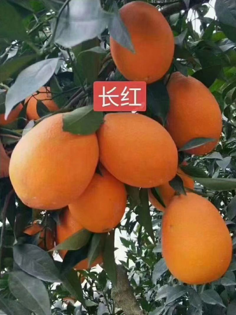 [纽荷尔脐橙批发]湖北宜昌秭归县橙子 0.60元/斤纽荷尔脐橙/ _ 一亩田