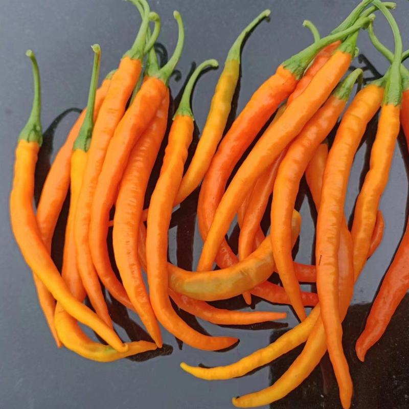 [线椒批发]黄线椒180亩基地价格1.50元/斤 - 一亩田