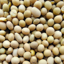 豆腐豆