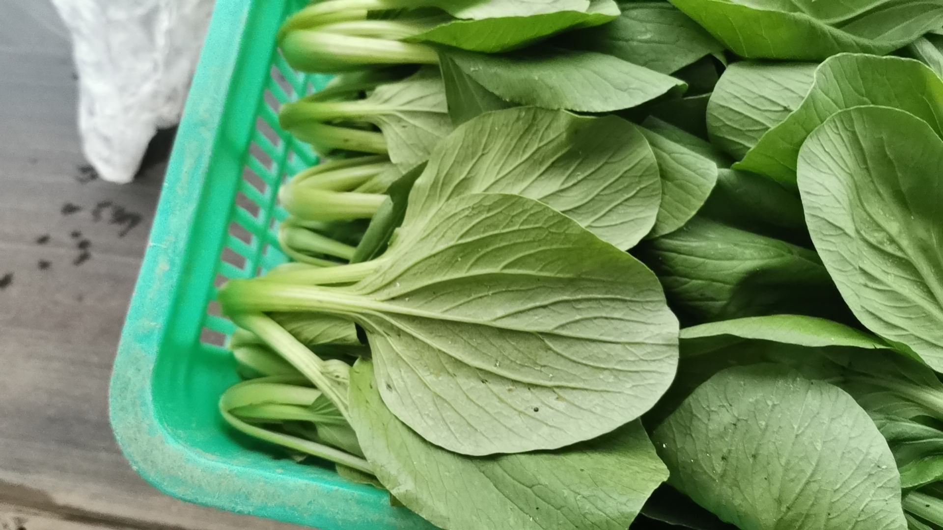 香菇与油菜预处理对比图