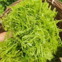 张家界罗塔坪长寿村霉茶
