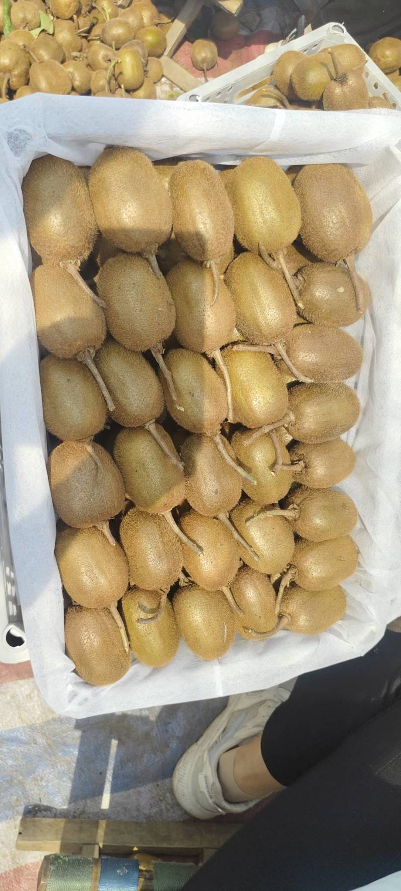 河南西峡徐香猕猴桃大量上市,现摘现发,保质保量