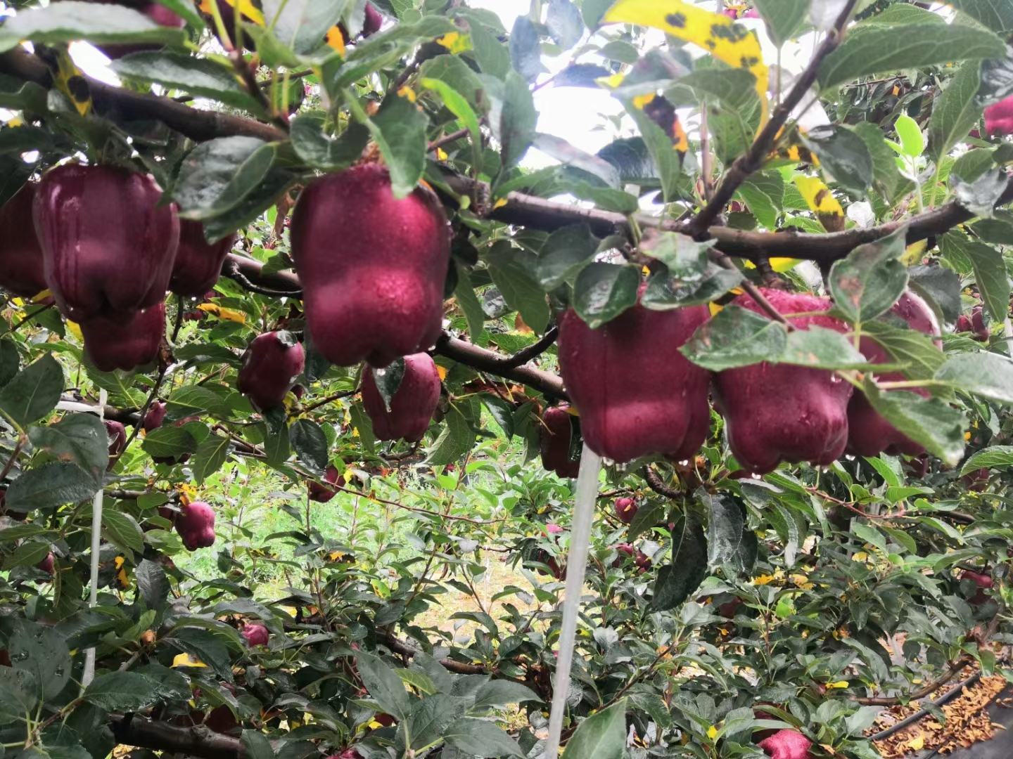 花牛苹果果园实景