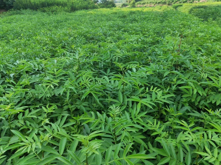 四川省雅安市汉源县九襄镇花椒种植基地全景航拍,连片梯田式花椒林依山而建,植被茂密,云雾缭绕,远处可见农户正在采摘花椒,地面覆盖有反光地膜以提升果实着色度 汉源县花椒种植基地航拍图