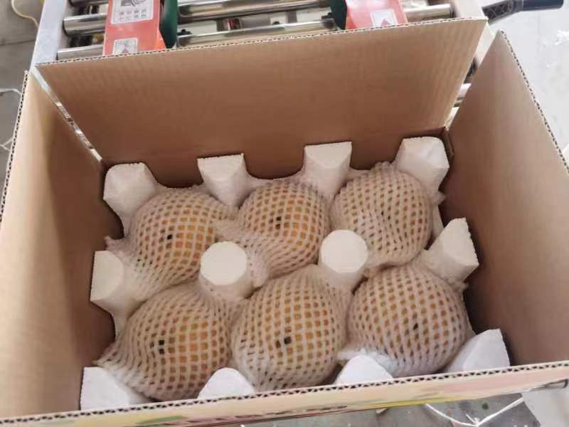 秋月梨放置在冰箱冷藏室内,旁边配有保鲜袋与纸巾 秋月梨冷藏保存示意图
