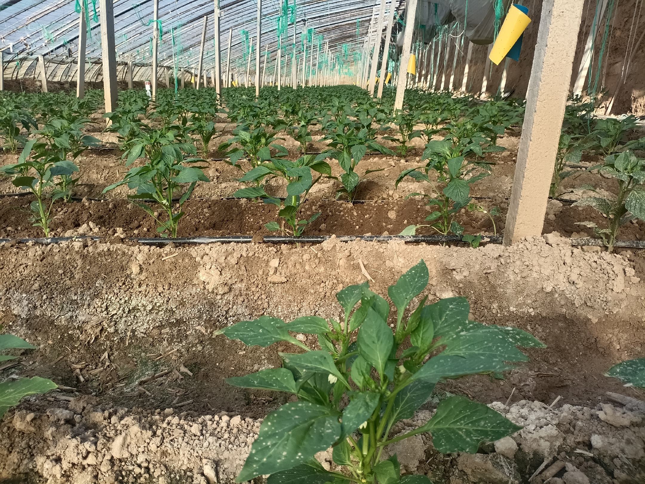 芸豆在不同地区花期管理示意图