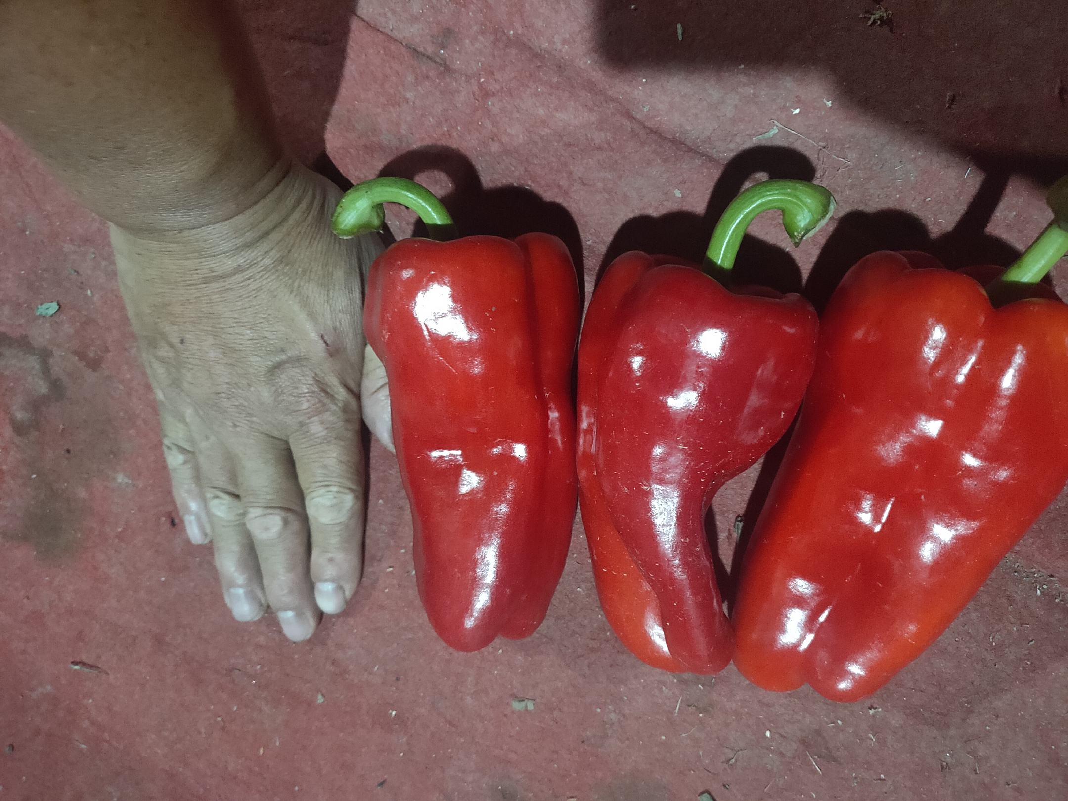 泡椒与泡椒酱的对比展示图