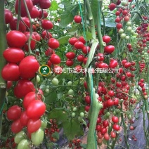 粉千禧苗小西红柿苗樱桃番茄苗圣女果苗蔬菜苗
