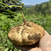 葛薯（凉薯）