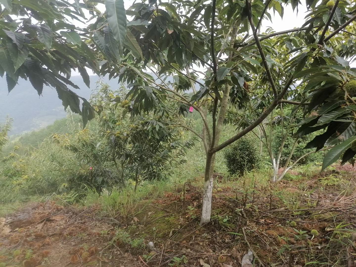 野锥栗生长环境特写