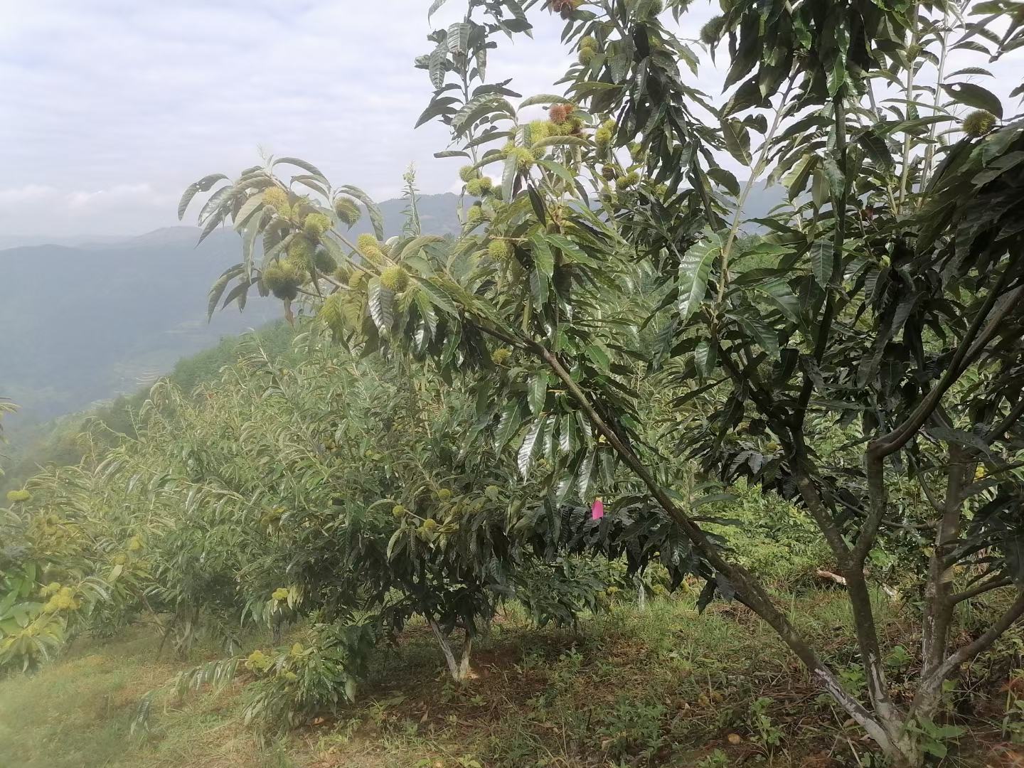 小锥栗林下种植实景图